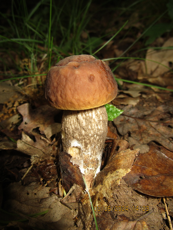 kozák hrabový Leccinum pseudoscabrum (Kallenb.) Šutara