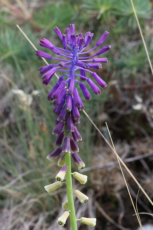 leopoldia chochlatá Leopoldia comosa (L.) Parl.