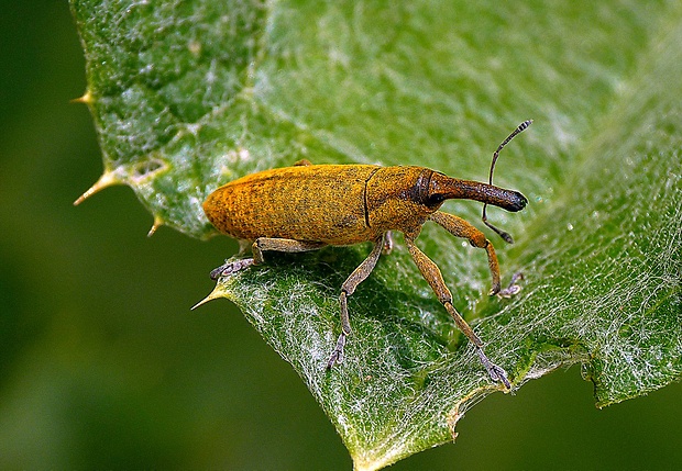 dlhánik Lixus pulverulentus