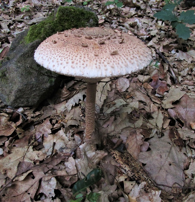 bedľa vysoká Macrolepiota procera (Scop.) Singer