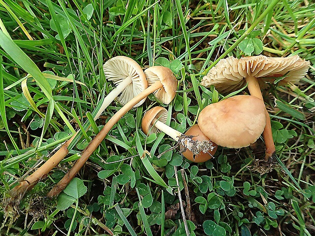 tanečnica poľná Marasmius oreades (Bolton) Fr.