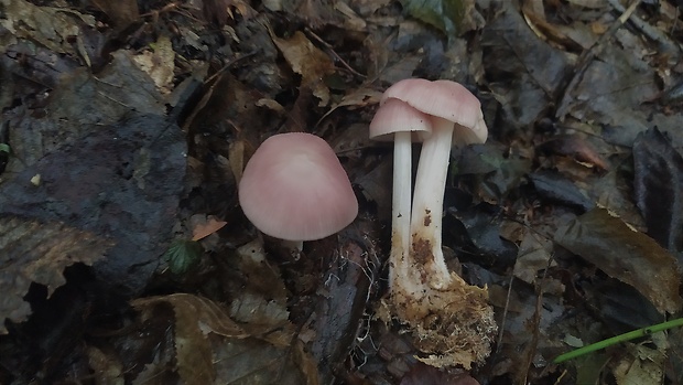 prilbička ružovkastá Mycena rosea Gramberg