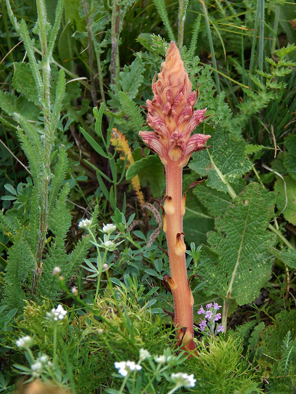 záraza biela väčšia Orobanche alba subsp. major (Čelak.) Zázvorka