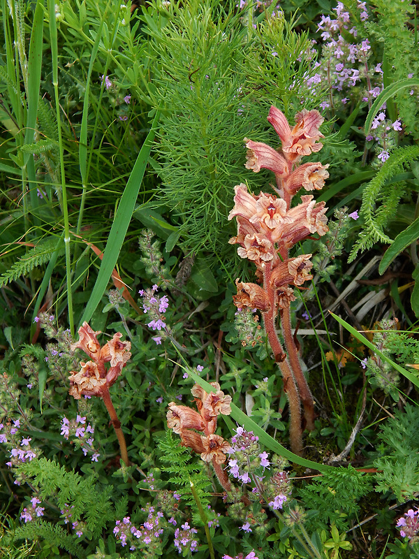 záraza biela Orobanche alba Willd.