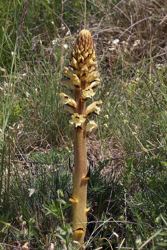 záraza sieťnatá Orobanche reticulata Wallr.