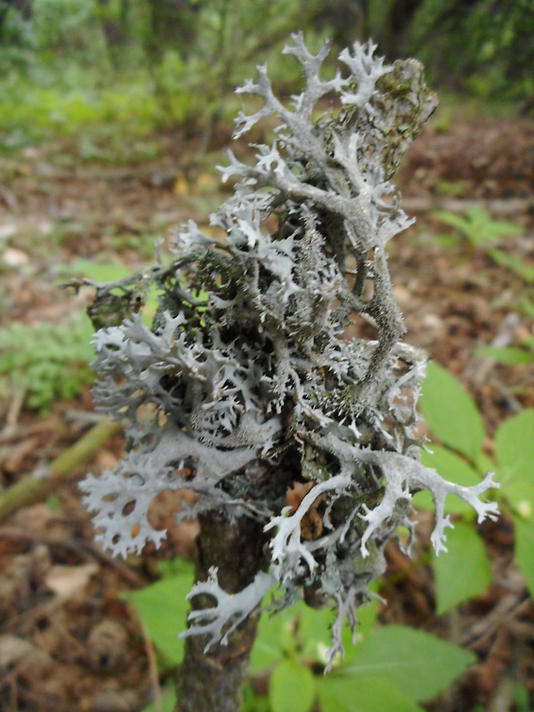 pakonárnik otrubový Pseudevernia furfuracea var. furfuracea (L.) Zopf