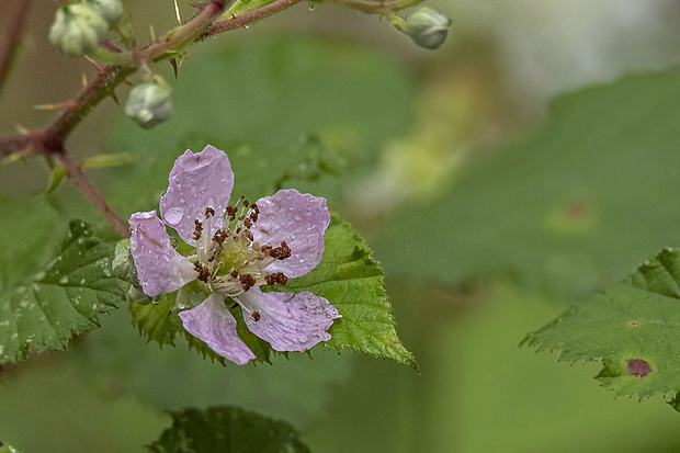 ostružina Rubus sp.