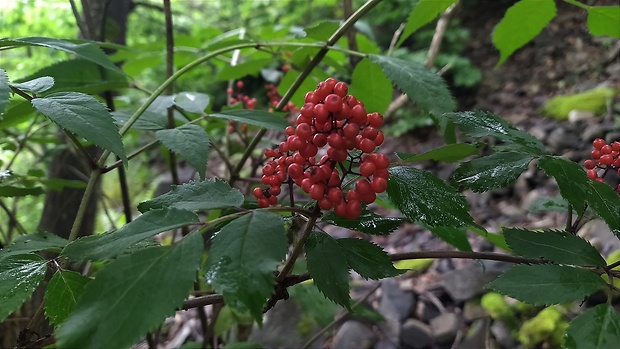 baza červená Sambucus racemosa L.