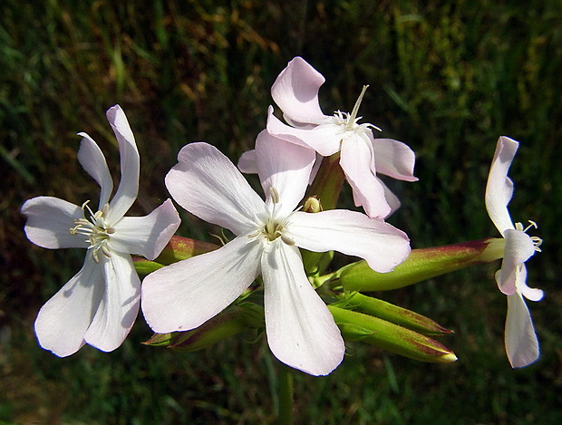 mydlica lekárska Saponaria officinalis L.