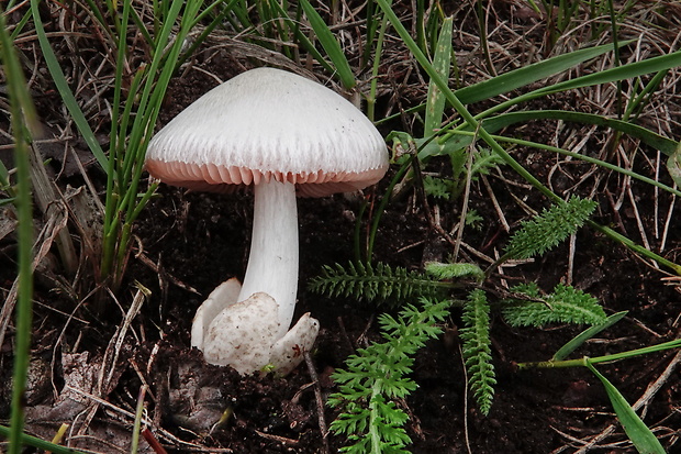 pošvovec malý Volvariella pusilla (Pers.) Singer