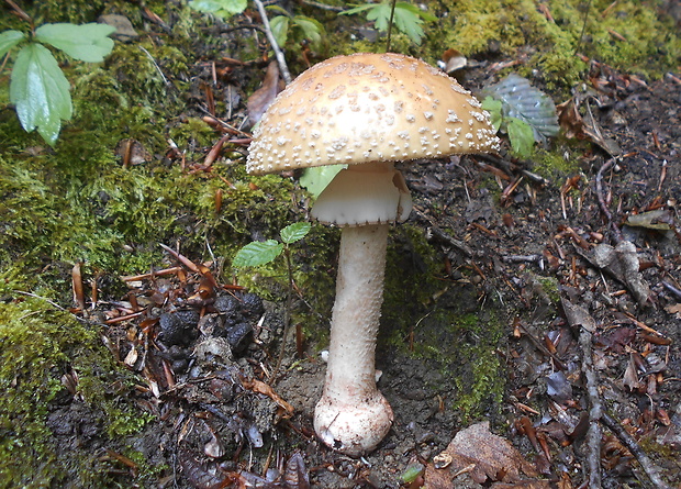 muchotrávka červenkastá Amanita rubescens Pers.