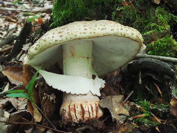 muchotrávka červenkastá Amanita rubescens Pers.