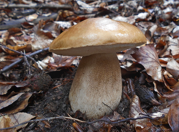 hríb dubový Boletus reticulatus Schaeff.