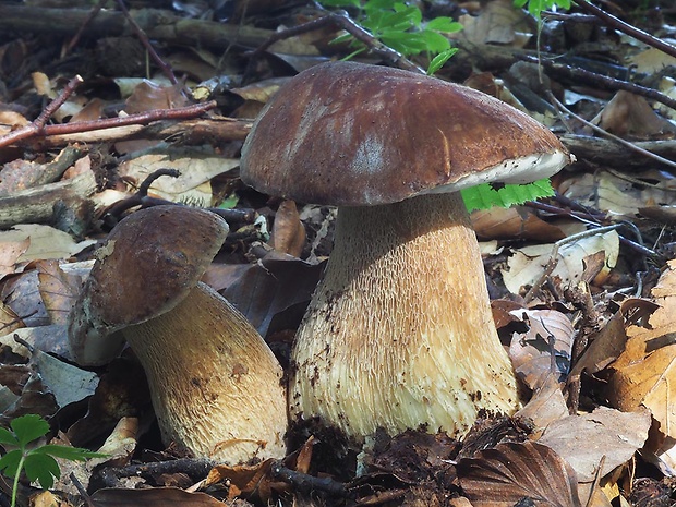 hríb dubový Boletus reticulatus Schaeff.