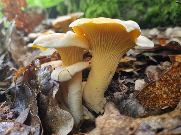 kuriatko bledé Cantharellus pallens Pilát