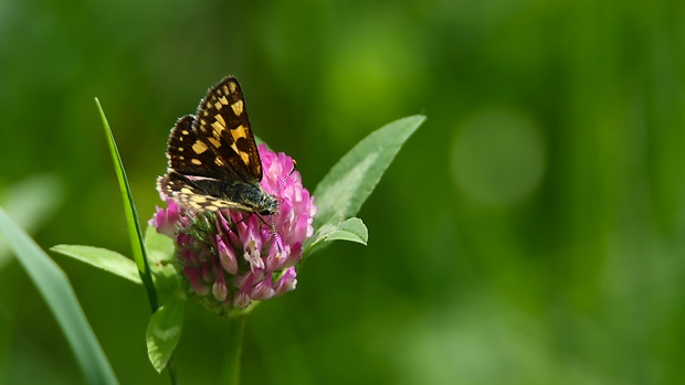 súmračník skorocelový Carterocephalus palaemon