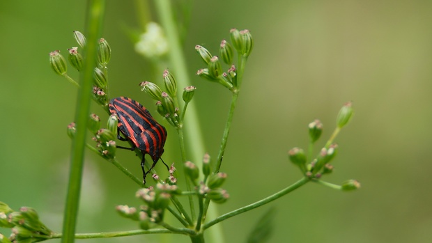 bzdocha pásavá  Graphosoma lineatum