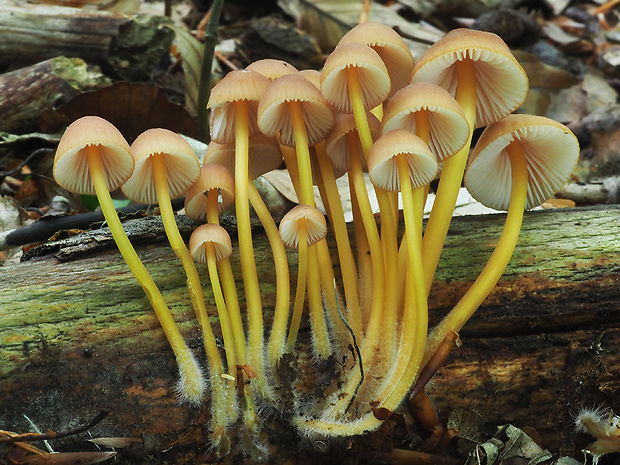 prilbička žltohlúbiková Mycena renati Quél.