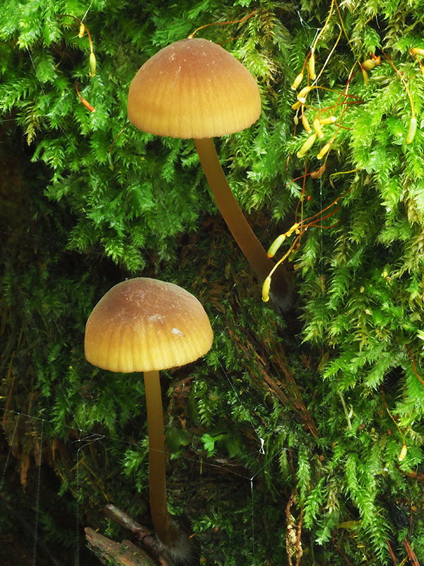 prilbička Mycena sp.