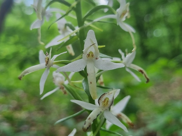 vemenník dvojlistý Platanthera bifolia (L.) Rich.