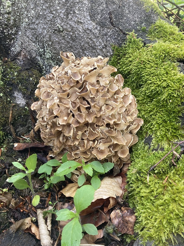 trúdnik klobúčkatý Polyporus umbellatus (Pers.) Fr.