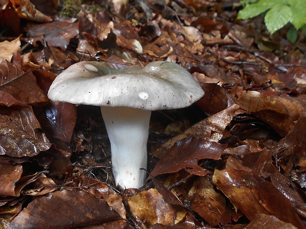 plávka Russula sp.