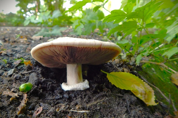 pečiarka obyčajná Agaricus bitorquis (Quél.) Sacc.