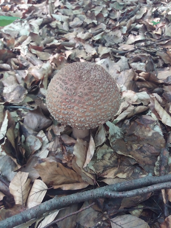 muchotrávka červenkastá Amanita rubescens Pers.