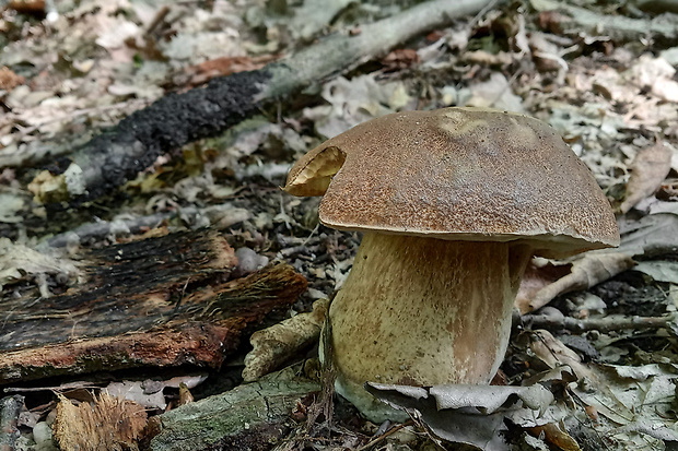 hríb dubový Boletus reticulatus Schaeff.