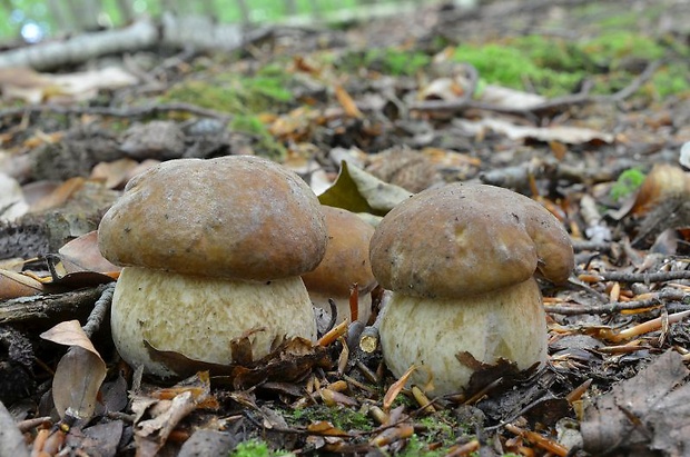 hríb dubový Boletus reticulatus Schaeff.