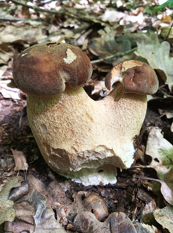 hríb dubový Boletus reticulatus Schaeff.