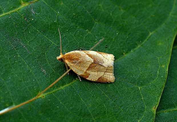 obaľovač lastovičníkový Clepsis rurinana