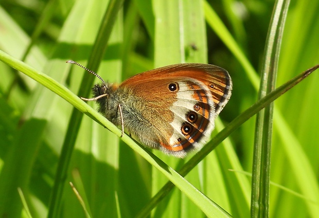 očkáň medničkový Coenonympha arcania