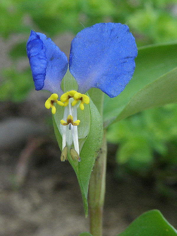 podenka obyčajná Commelina communis L.