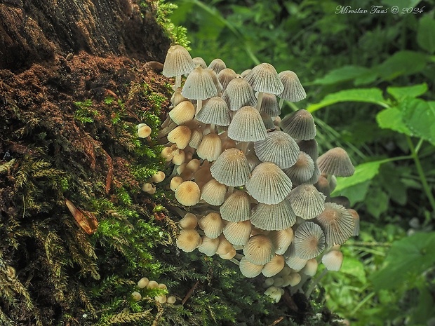 hnojník rozsiaty Coprinellus disseminatus (Pers.) J.E. Lange