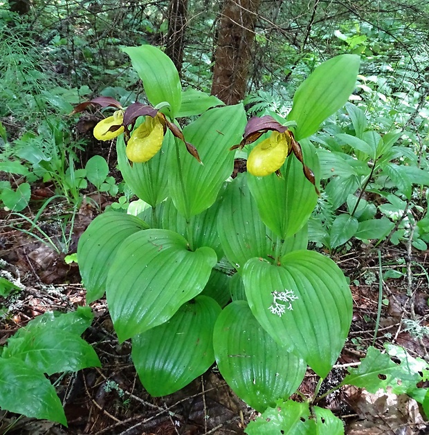 črievičník papučkový Cypripedium calceolus L.