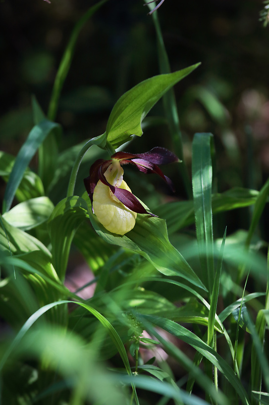 črievičník papučkový Cypripedium calceolus L.