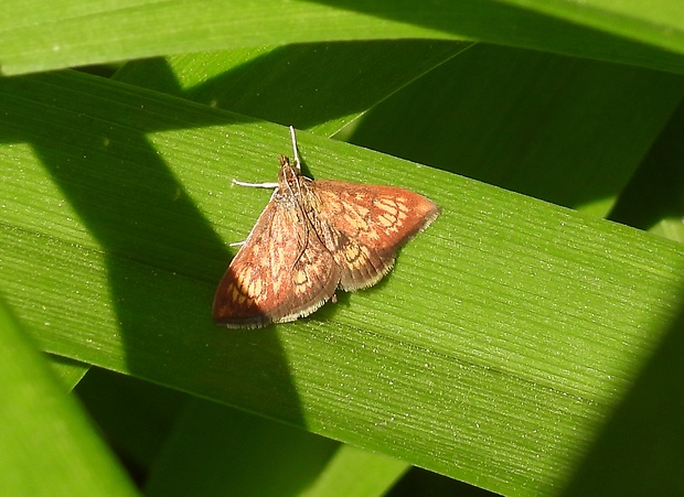 vijačka betoniková Ecpyrrhorrhoe rubiginalis  (Hűbner, 1796)