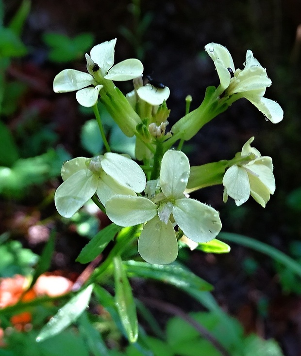 horčičník bledokvetý Erysimum pallidiflorum Szépl. ex Jáv.