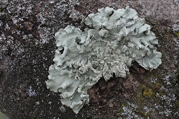 diskovka kučeravá Flavoparmelia caperata (L.) Hale