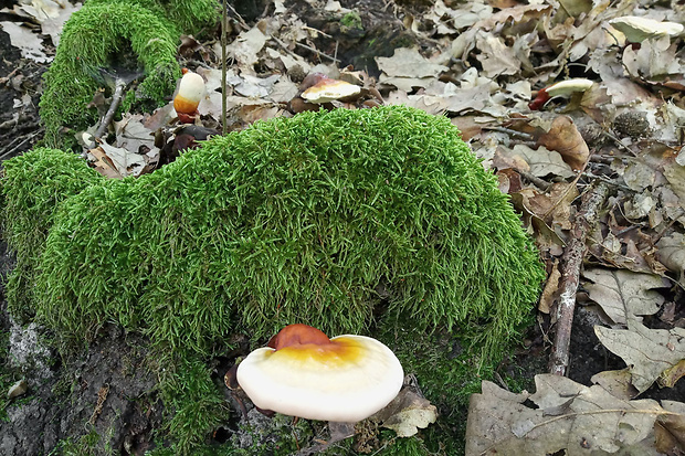 lesklokôrovka obyčajnátot Ganoderma lucidum (Curtis) P. Karst.