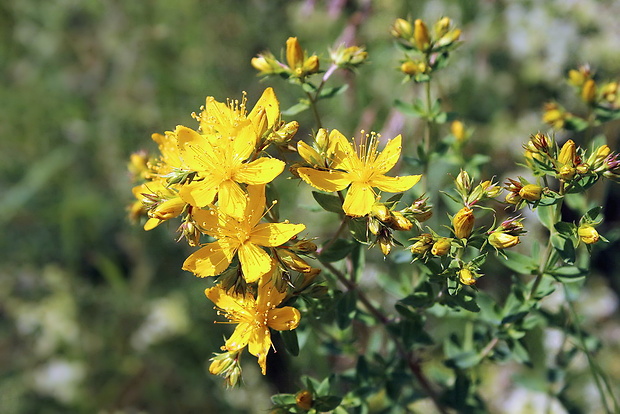 ľubovník bodkovaný Hypericum perforatum L.