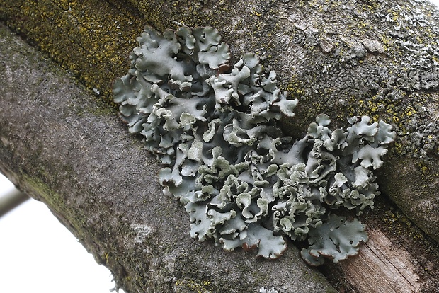 diskovka bublinatá Hypogymnia physodes (L.) Nyl.