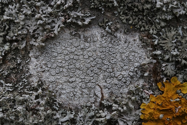 lekanora striebristá  Lecanora argentata (Ach.) Röhl.