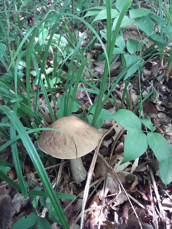 kozák hrabový Leccinum pseudoscabrum (Kallenb.) Šutara