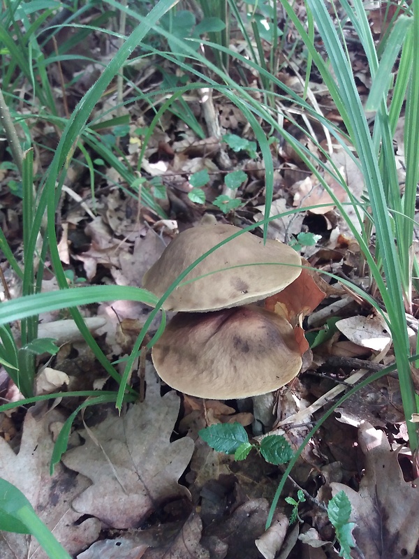 kozák hrabový Leccinum pseudoscabrum (Kallenb.) Šutara