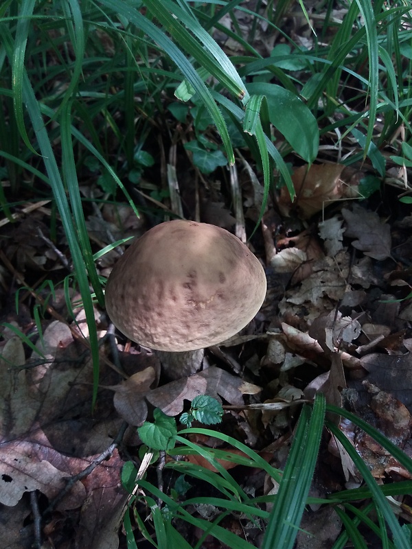 kozák hrabový Leccinum pseudoscabrum (Kallenb.) Šutara