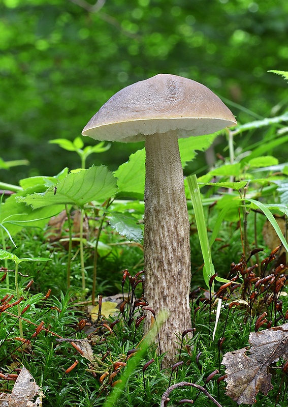 kozák hrabový Leccinum pseudoscabrum (Kallenb.) Šutara