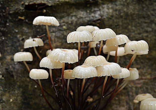 tanečnica golieriková Marasmius rotula (Scop.) Fr.