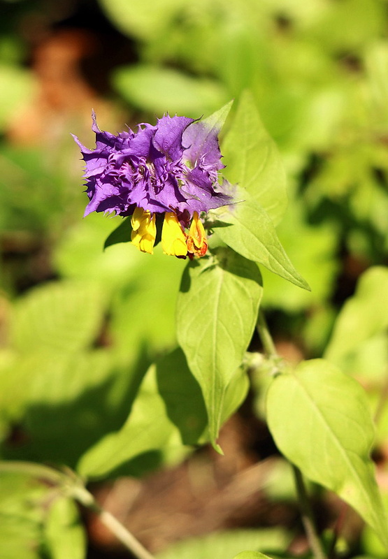 čermeľ hájny Melampyrum nemorosum L.